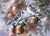 Apple Orchard Blue Jays Bradley Jackson