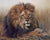 Lion   Hilary Mayes