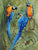 Macaws Hilary Mayes