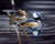 Midnight Riders   Hooded Merganser   Bradley Jackson