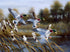 Puddle Jumpers  Mallards Bradley Jackson