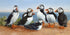 Puffins   Hilary Mayes