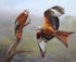 Red Kites Hilary Mayes