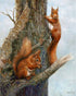 Red Squirrels Hilary Mayes