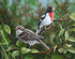 Rose Breasted Grosbeak Bradley Jackson