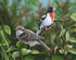 Rose Breasted Grosbeak   Bradley Jackson