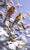 Snowy Retreat Cardinals & Chickadees   Bradley Jackson