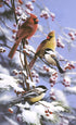 Snowy Retreat Cardinals & Chickadees   Bradley Jackson