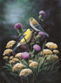 Summer Meeting American Goldfinches  Bradley Jackson