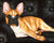 Bulldog Zen Tanya Amberson