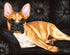 Bulldog Zen Tanya Amberson
