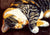 Rosie Sleeping Tanya Amberson