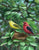 Tree Top Vista  Scarlet Tanagers  Bradley Jackson