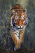 Wildlife on Patrol  Hilary Mayes