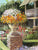 Charleston Garden  Angela Trotta Thomas