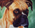 Boxer Portrait Tanya Amberson