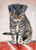 Fascination Tanya Amberson