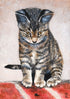 Fascination Tanya Amberson